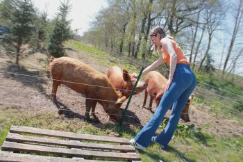 Tamworthvarkens in ons bos